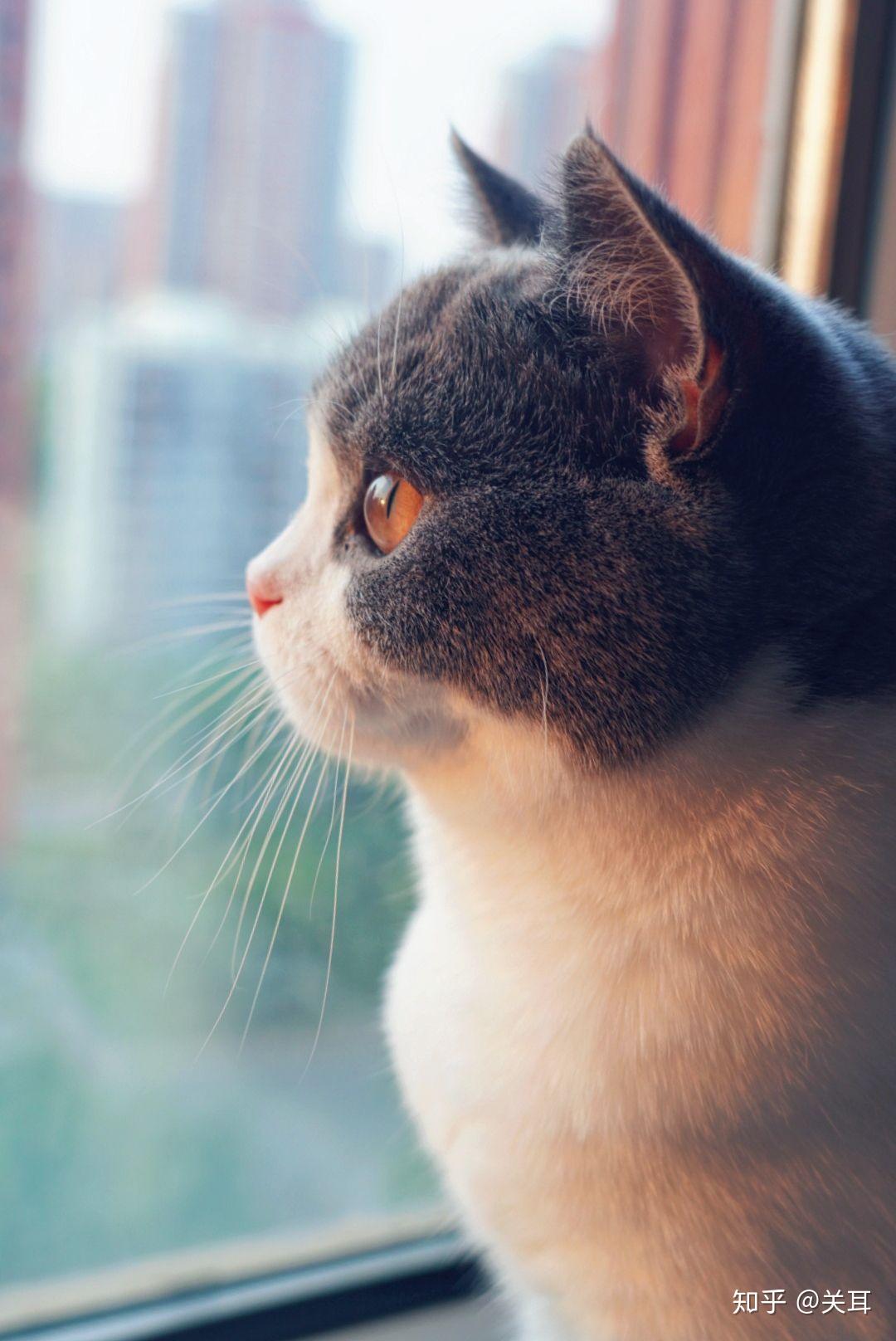 可以看一下你们的猫咪侧颜嘛? - 知乎