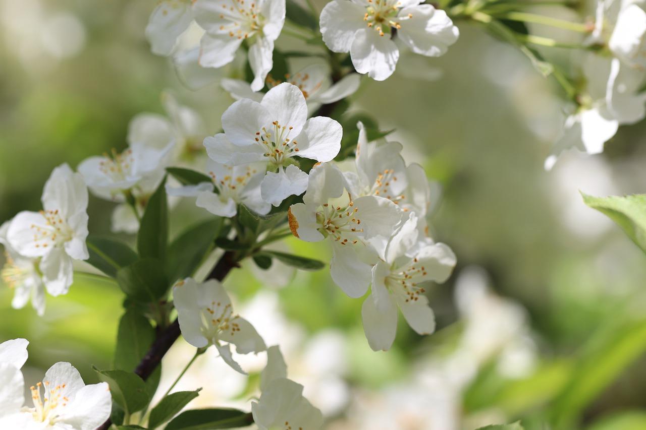 桂花可以和什么树嫁接