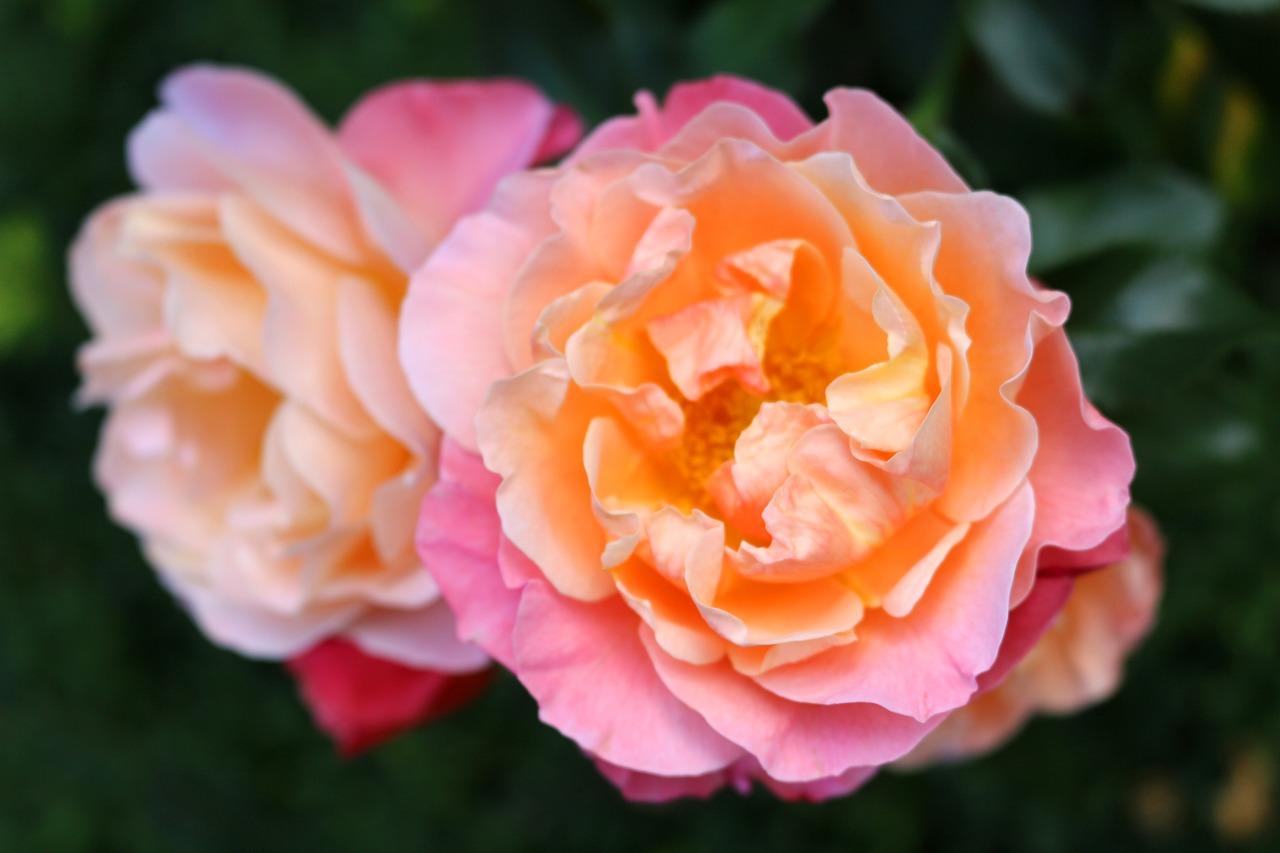 玫瑰花的颜色是什么