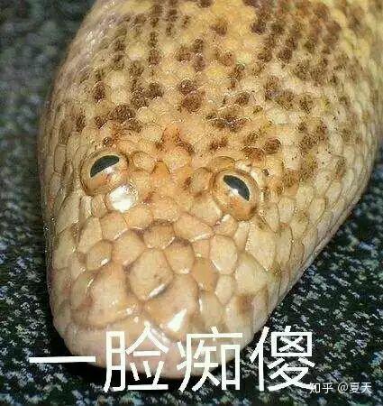 有没有一些蛇的表情包?
