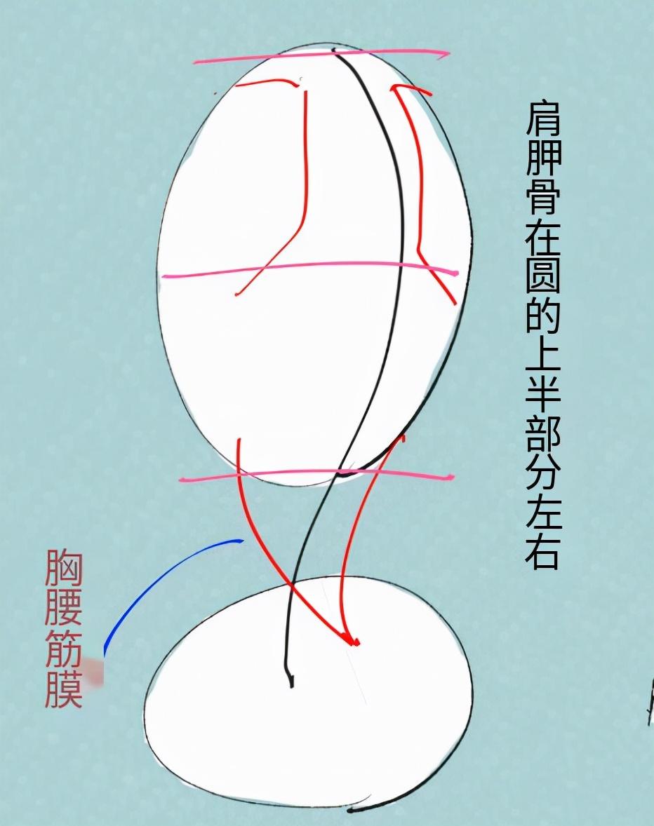 人物背影怎麼畫好看教你怎麼畫好女生背部的畫法教程