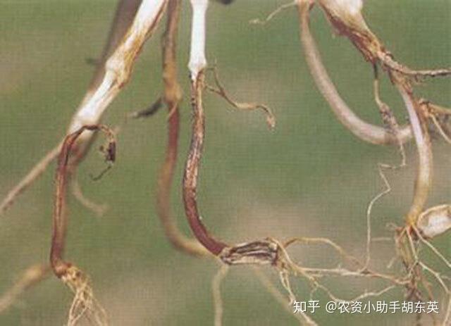 中药材党参烂根病用什么药效果好？黄芪黄叶死苗怎么治最见效？根腐病防治特效药根小子 - 知乎