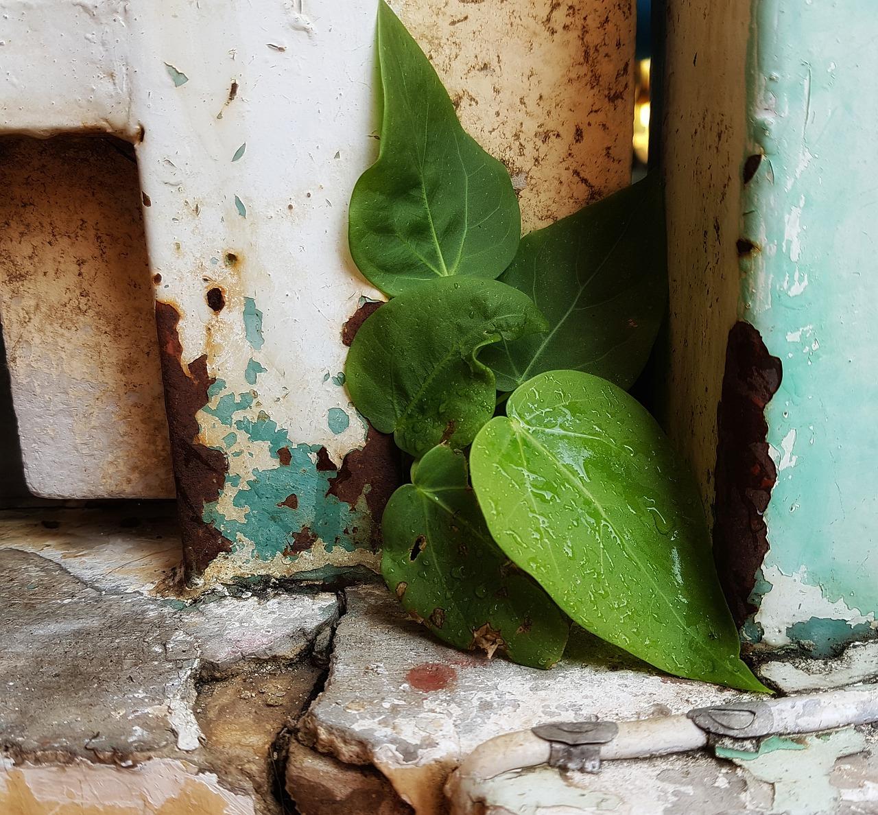 2. 铁树锈化方法