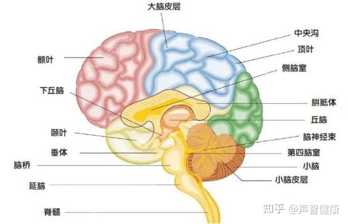 其优势半球为左侧大脑半球,左颞叶也正是承担语言理解功能的主要脑区