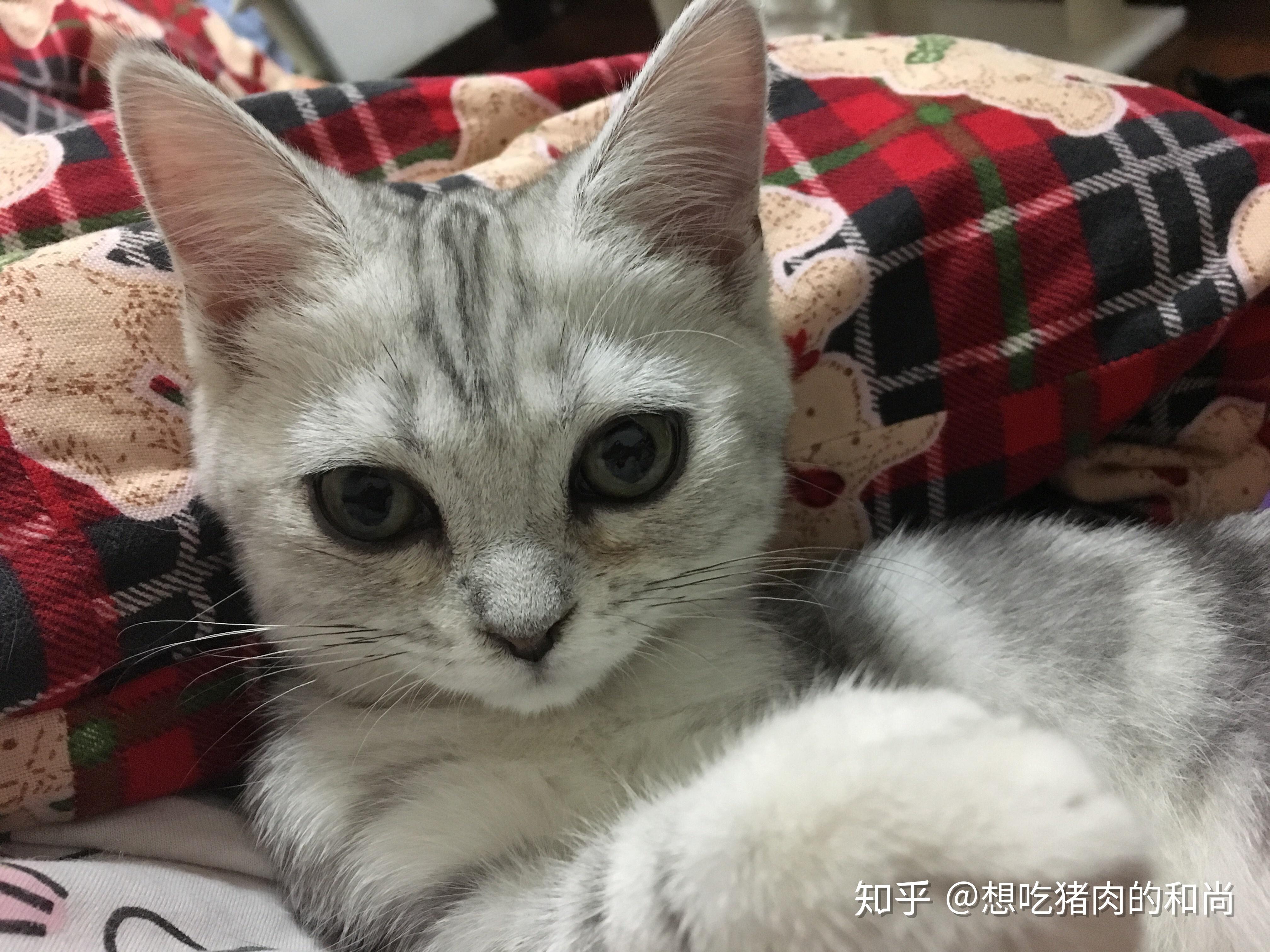 猫咪尴尬期有多尴尬