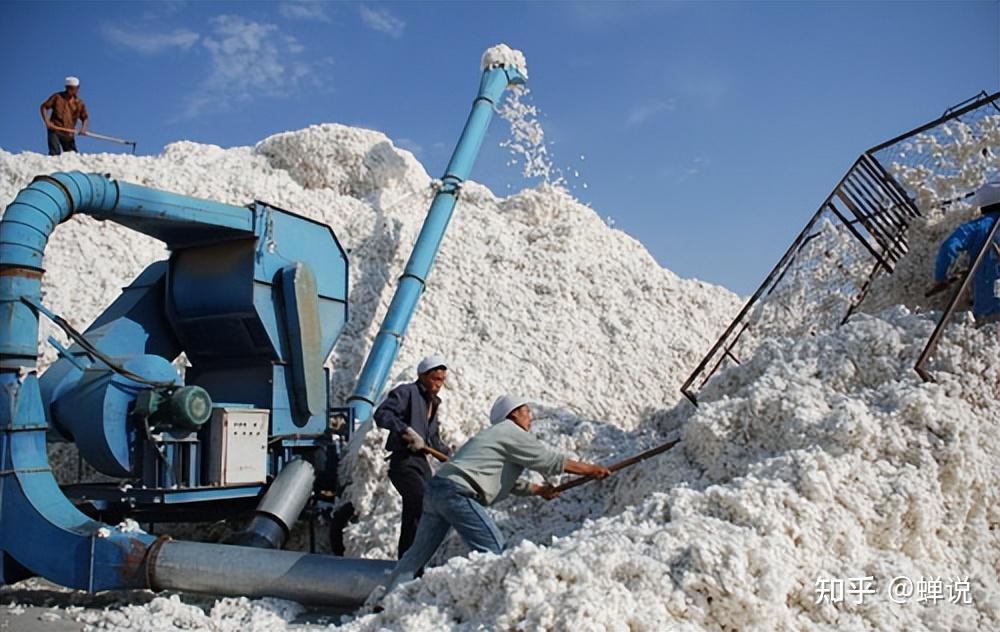 中国新疆棉花事件图片