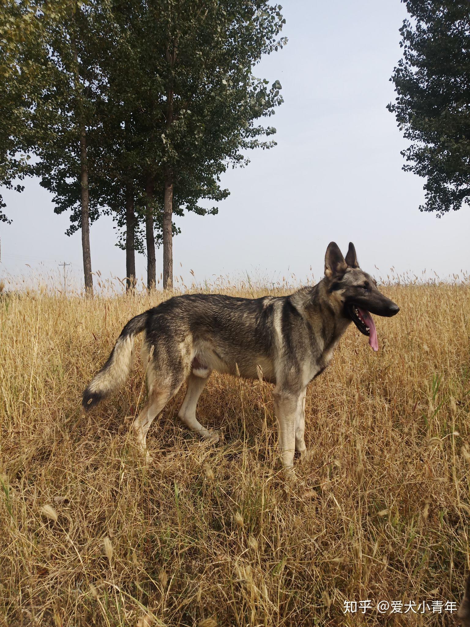 我家的老版狼青犬,小时候的经典犬种