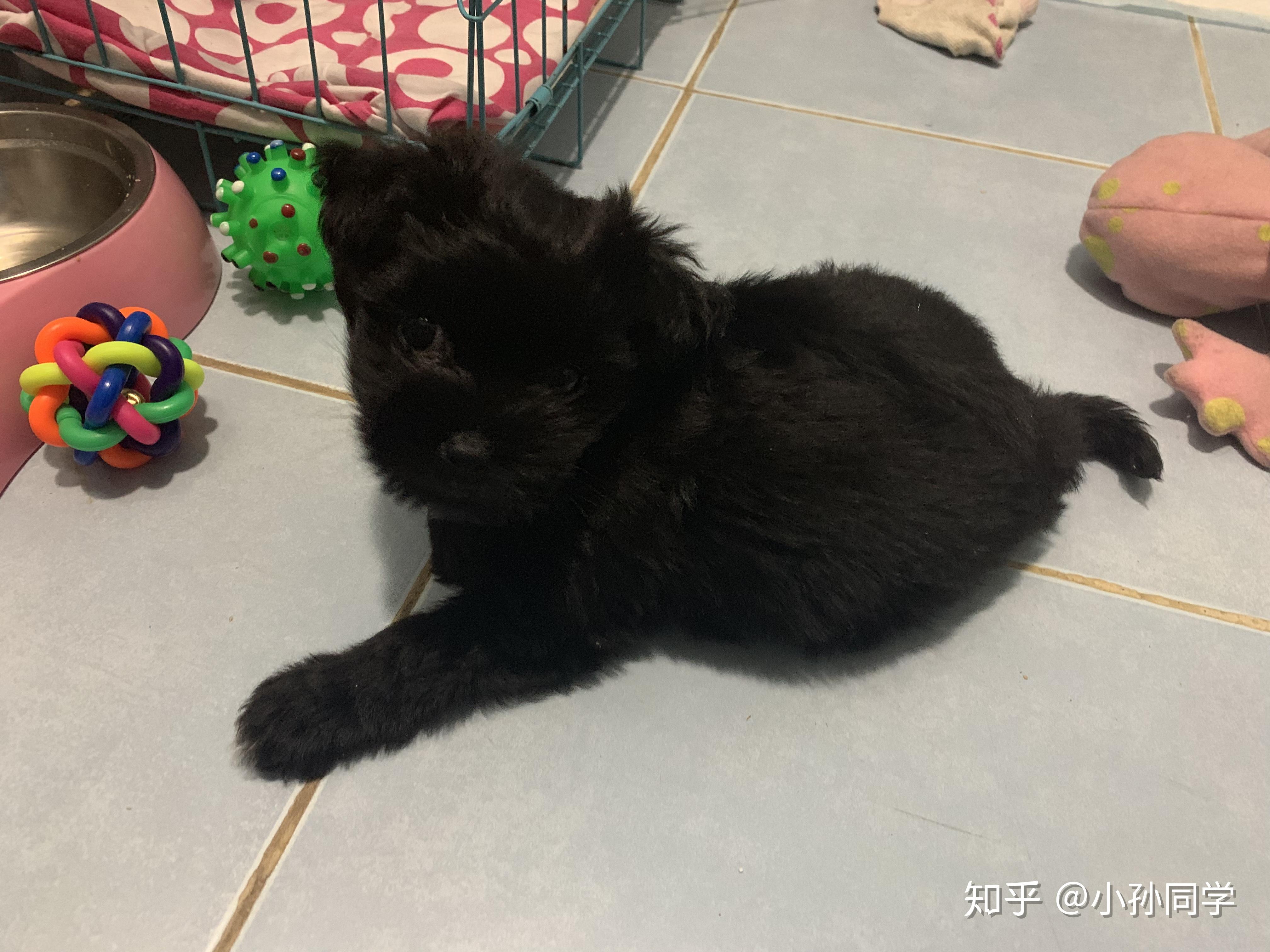 一只母泰迪和一只小土狗交配生出来的小狗是什么形态的