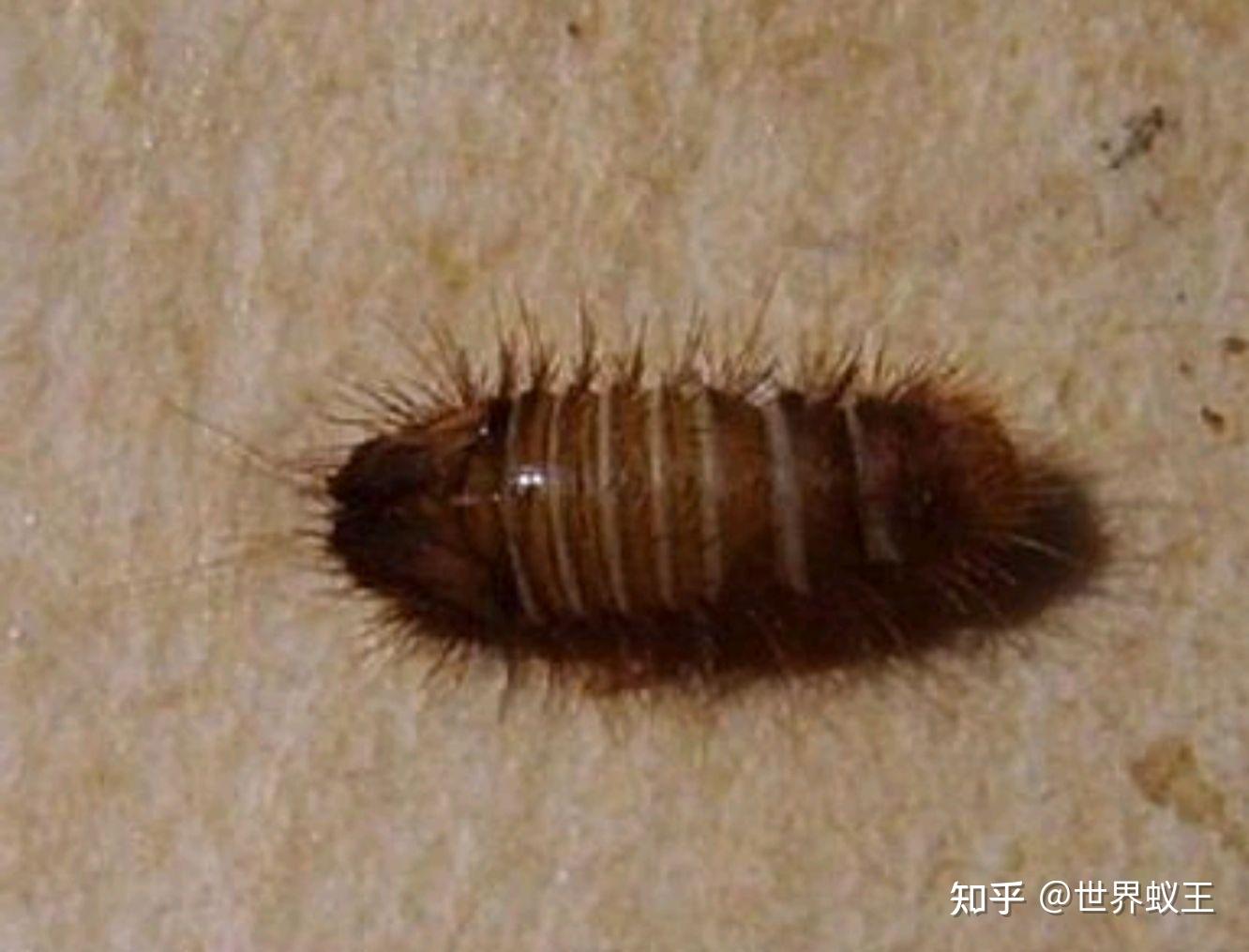 这种床上红色的小虫子是什么?