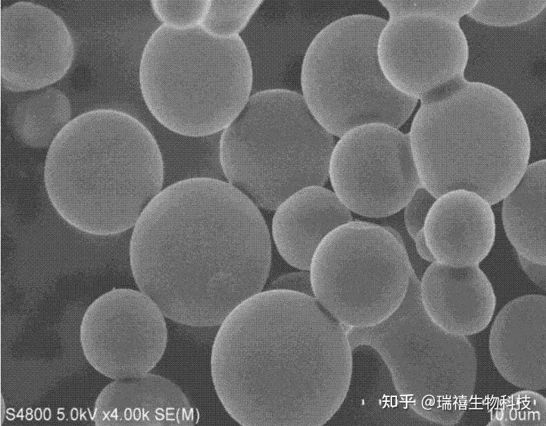 二氧化硅包裹磁性纳米颗粒SPION SiO2 NPs/氨基官能化介孔二氧化硅NH2-SiO2制备 - 知乎