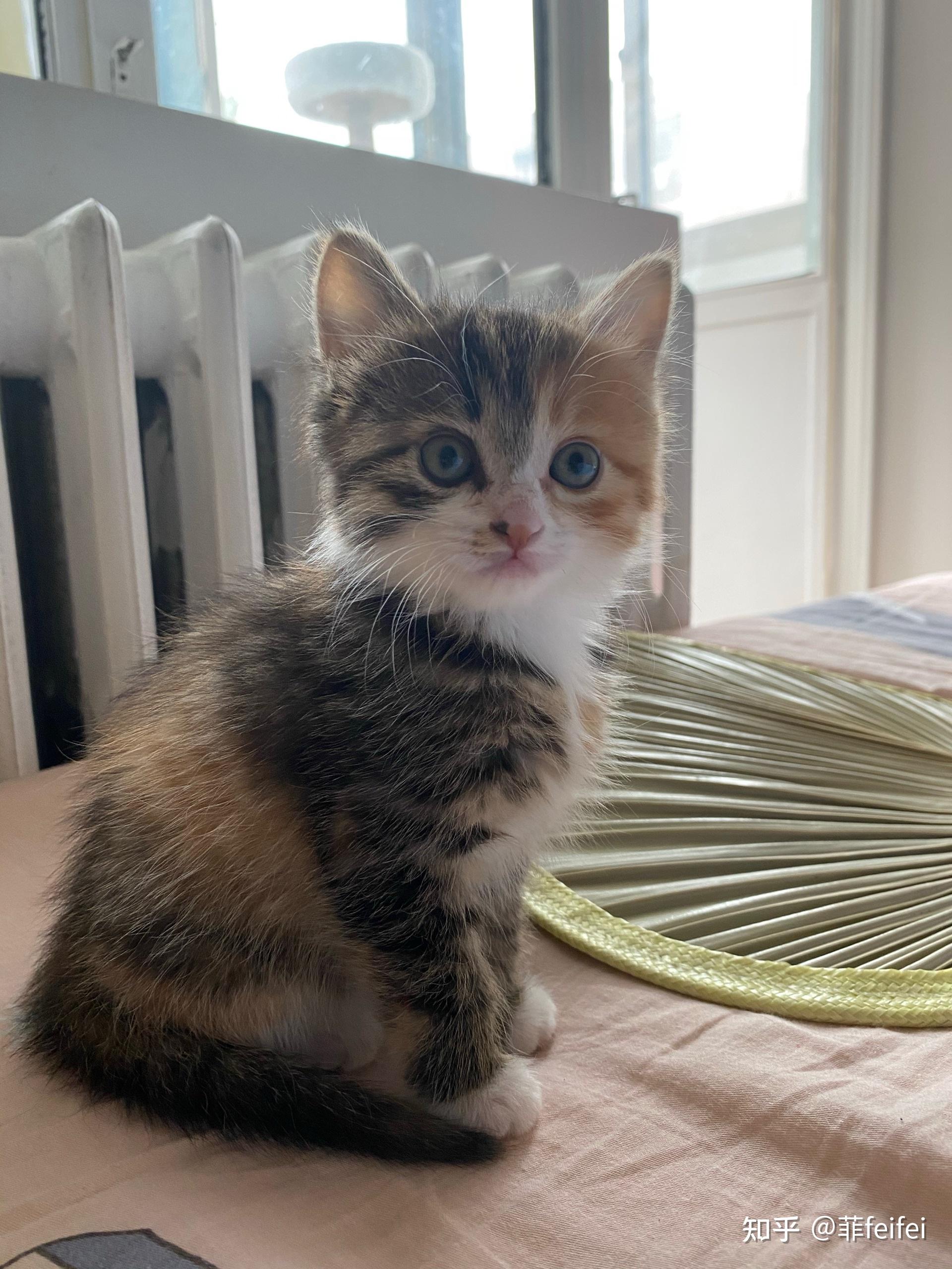 家里养了只小猫,帮忙看看它是长毛还是短毛?