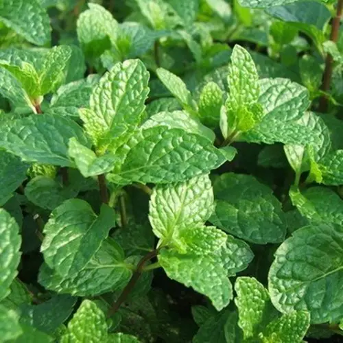 精油入门 | 蜂香薄荷