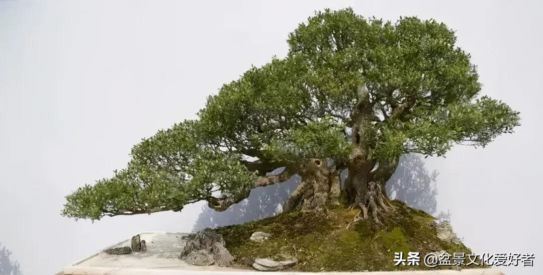 紫薇树桩盆景价格