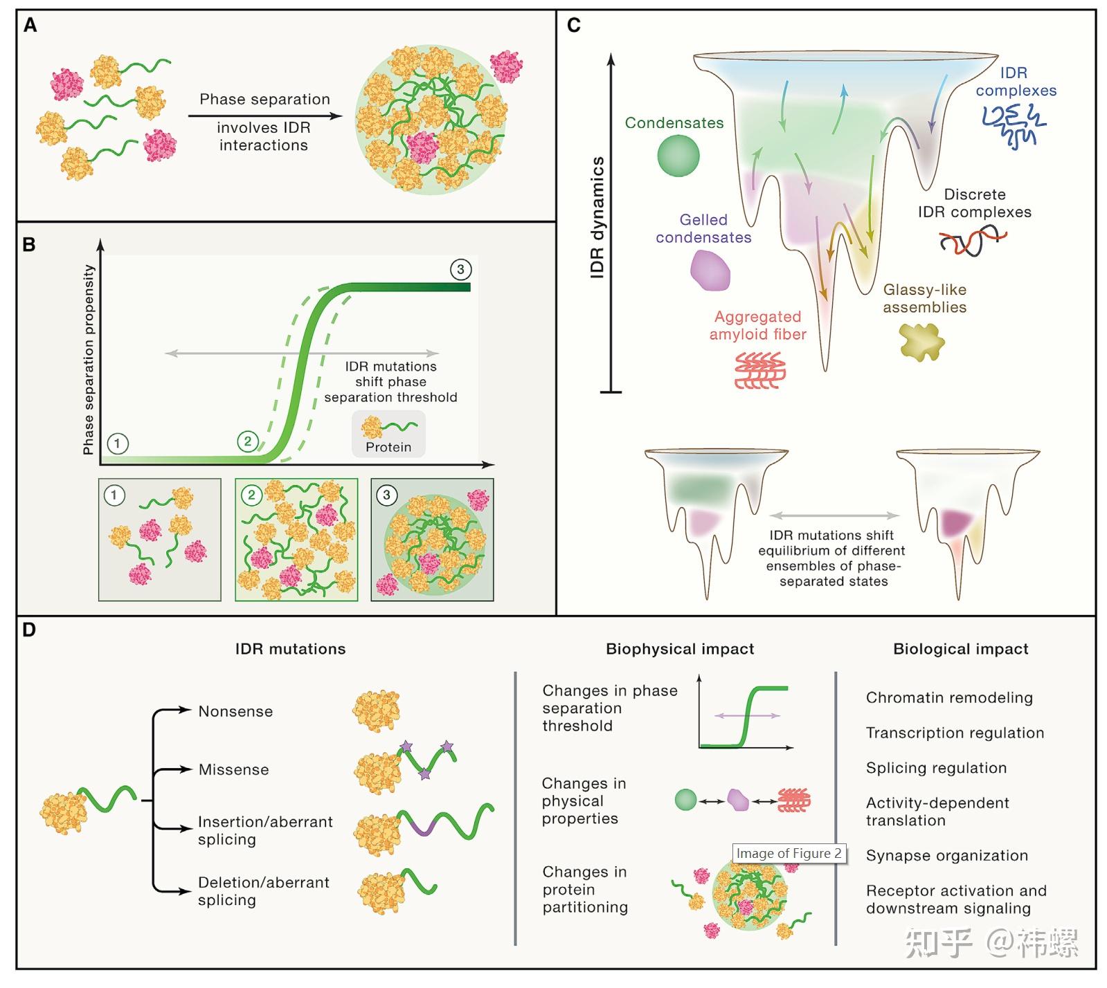 相分离相关综述(5) 知乎