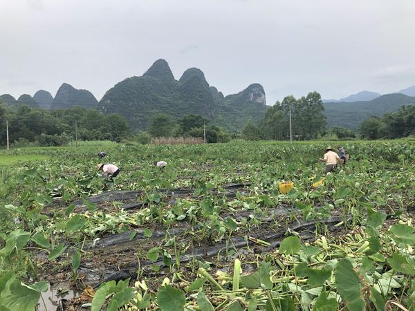 荔浦芋 为啥火了400年 知乎