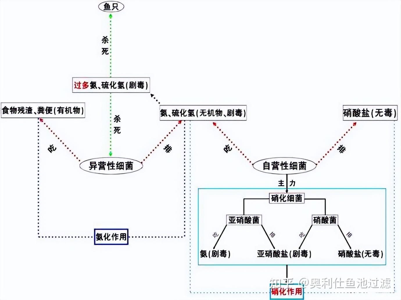 亚硝酸盐中毒机制图片