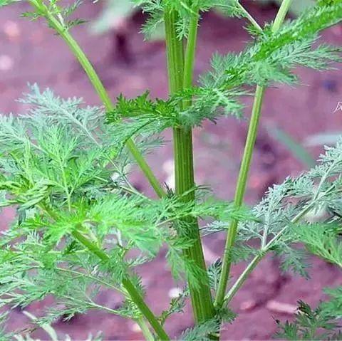 河边一野草称为臭蒿酷似萝卜叶却是民间上好消炎药