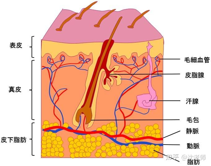 毛细血管和lps是什么关系? - 知乎