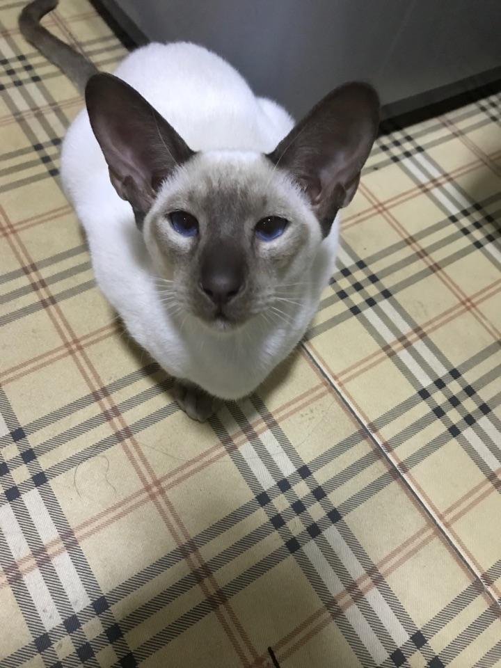 纯种暹罗猫是不是长得很瘦长腿长脚的