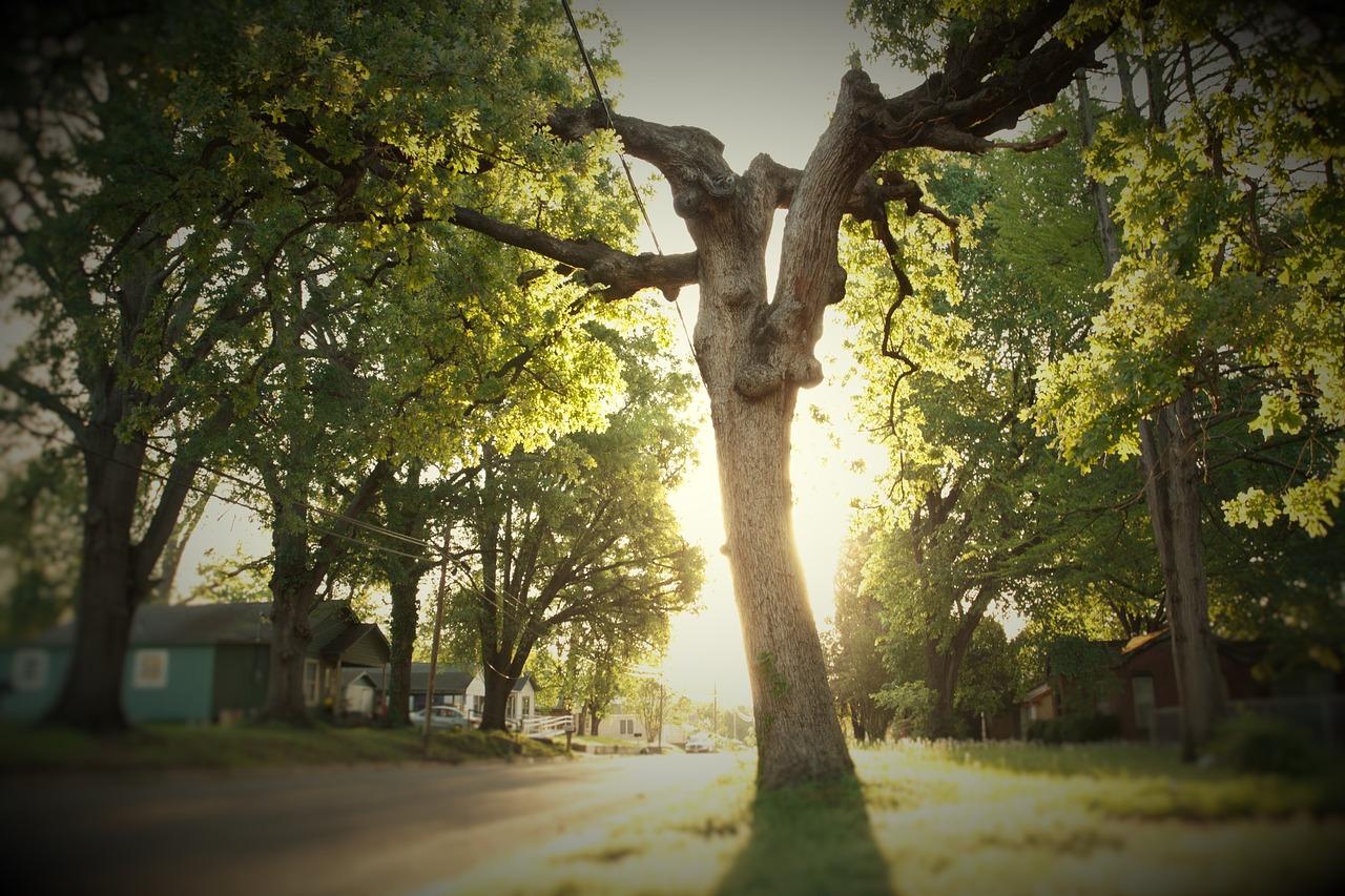 3. 油树种植要点