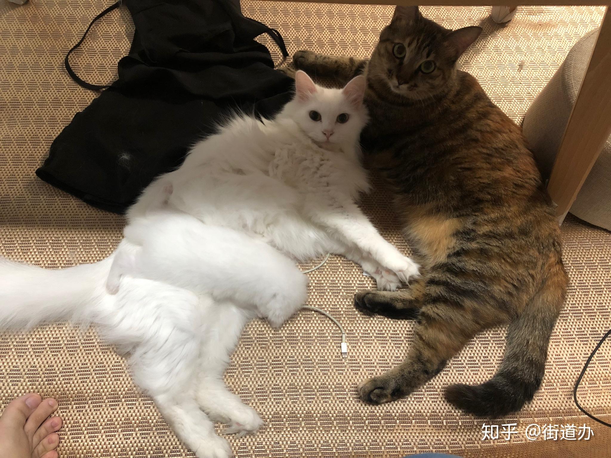 日本一猫主子带大两只流浪猫后，三小只的爱情狗血剧爆红INS | 宠物天空