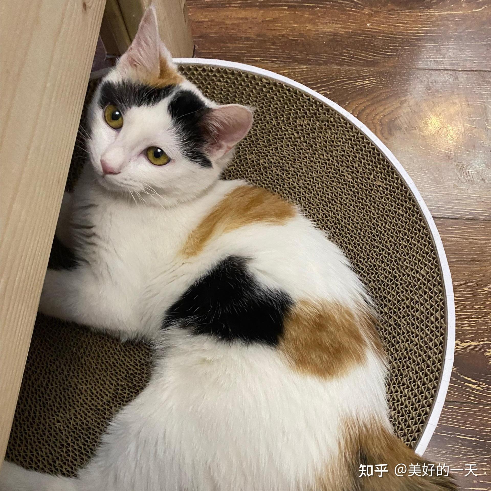 "三花猫"的这些底线,劝你不要触碰,否则连你也咬!