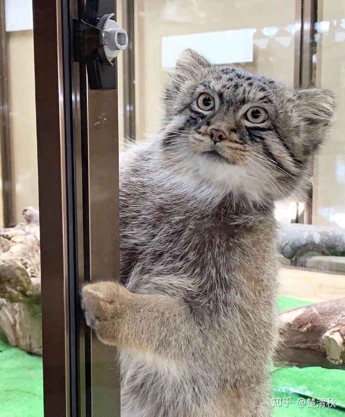 pallas cat! 狲爷在此