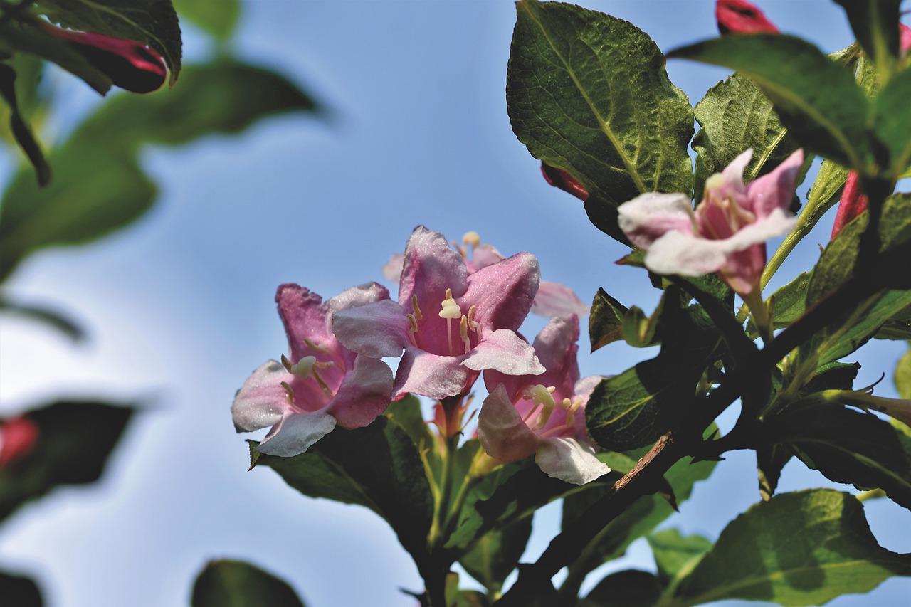 红叶石楠造型多样