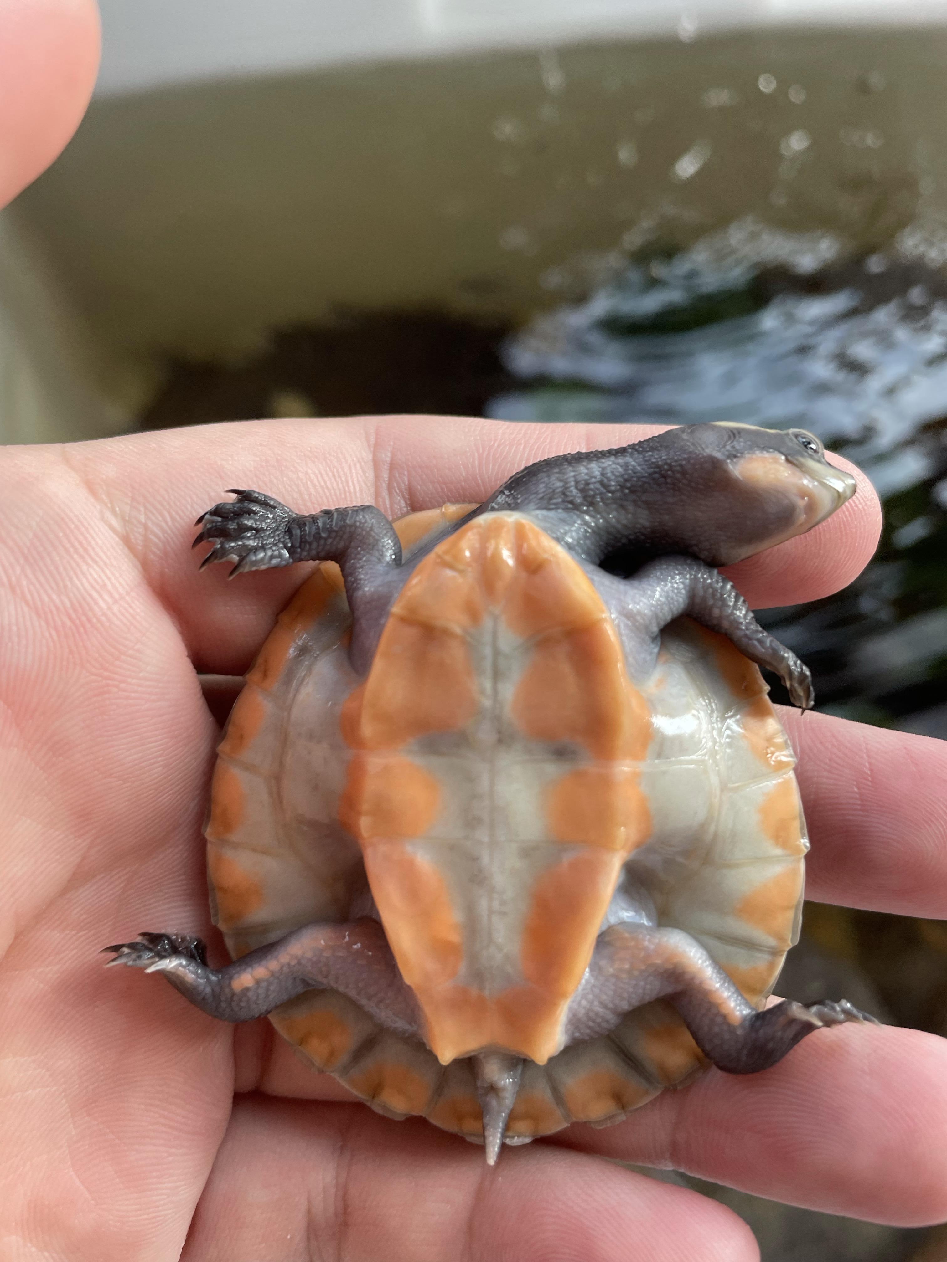 「龟男」是一个什么样的群体? - 知乎