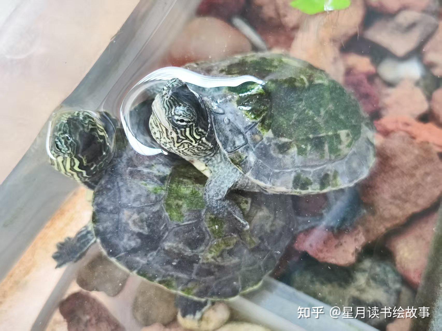 大家觉得乌龟好养吗?需要注意些什么呢? - 知乎