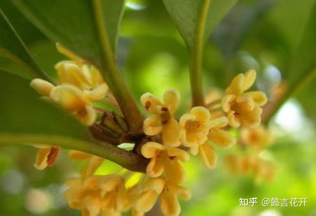 “十里桂花香”冬季养护好，花香才会更加沁人心脾 - 知乎