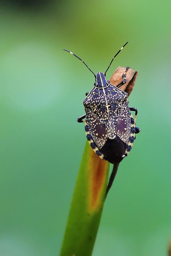 我们这里通常管它叫臭板子.