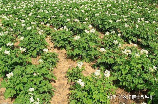 土豆植株萎垂捲縮薯塊腐爛都是晚疫病惹的禍提早預防很關鍵