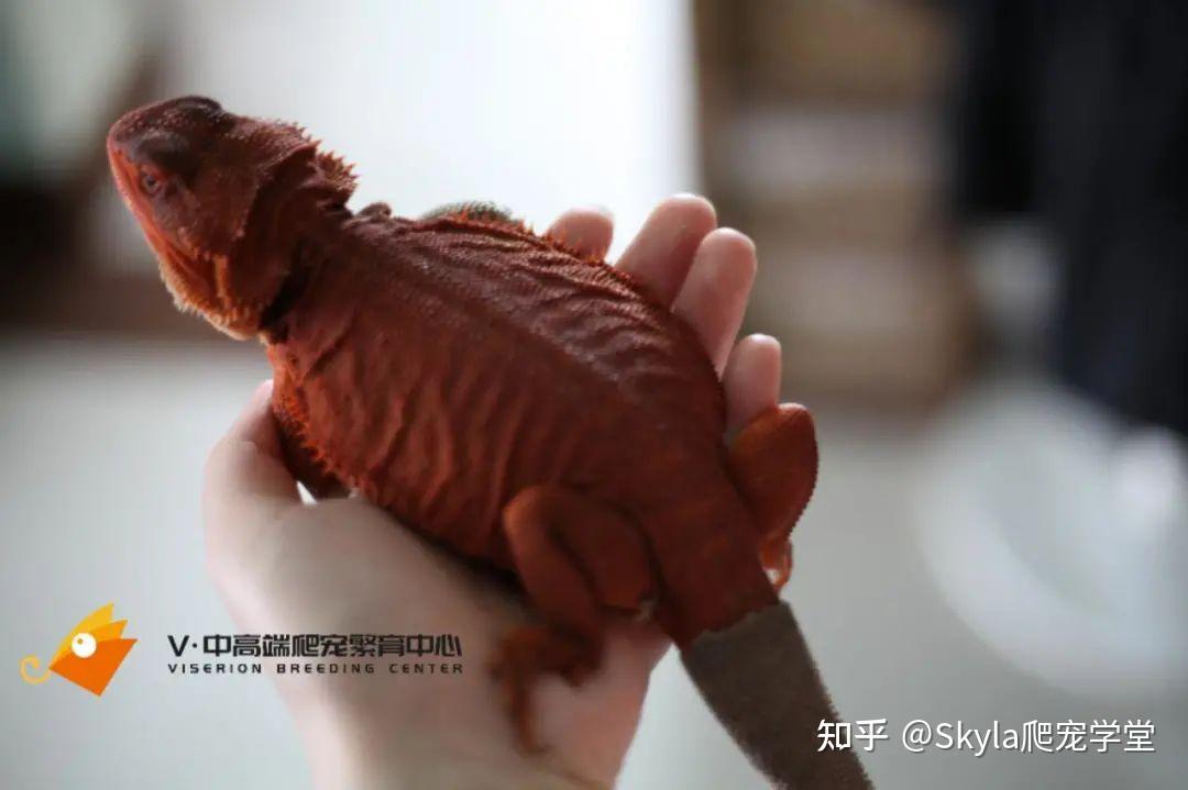 Viserion:鬃狮蜥的颜色品种分类 - 知乎