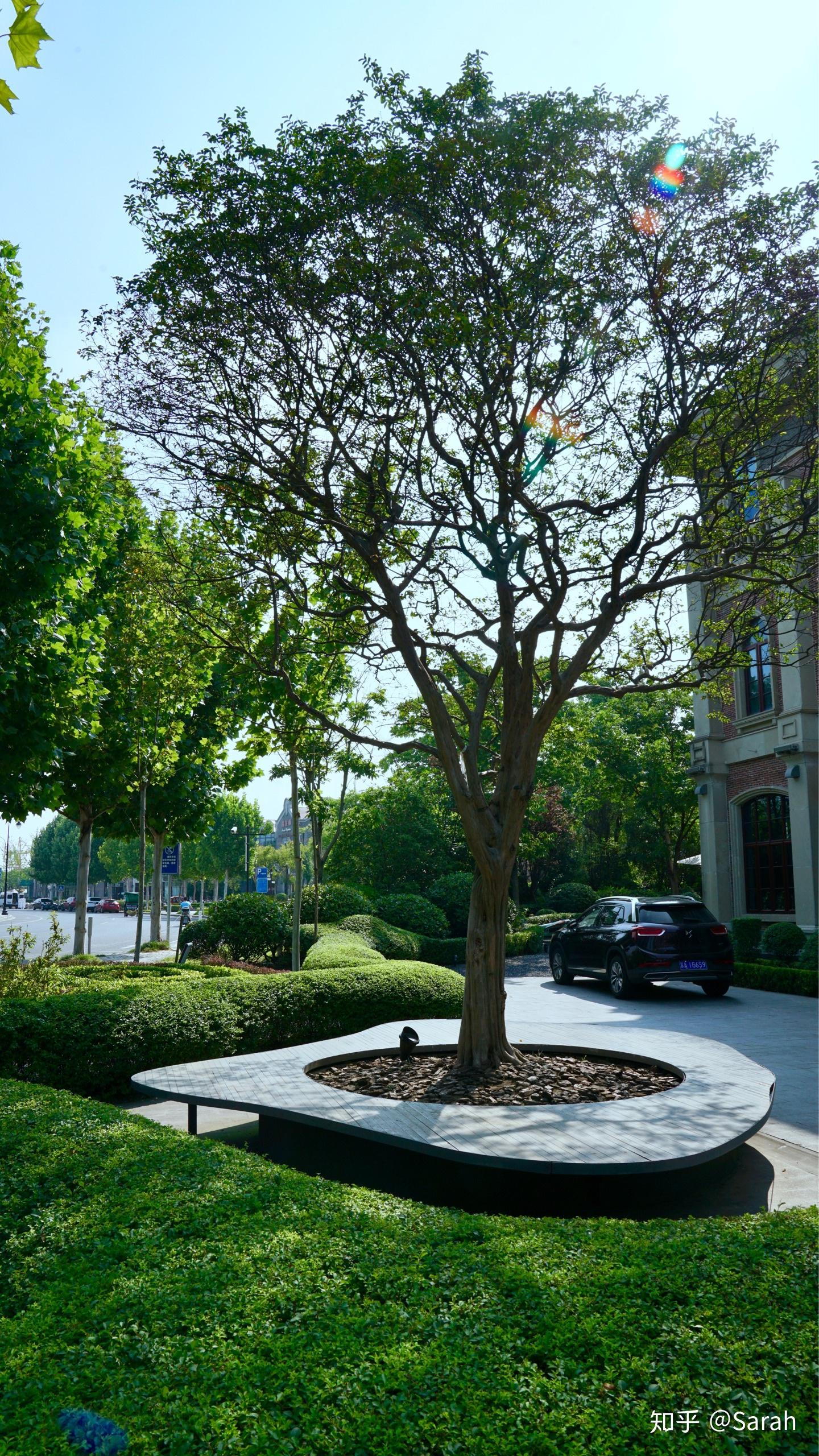 星级酒店大门口种了一排大树,树底下种什么绿植好活? - 知乎