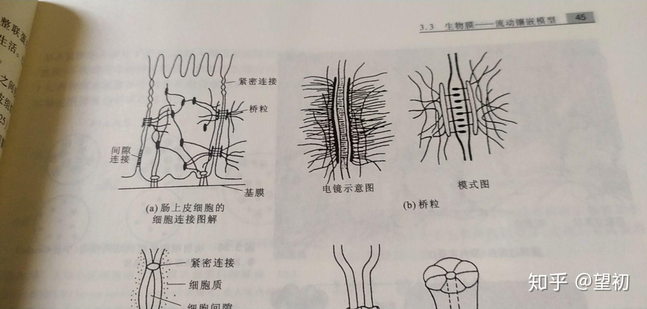 为啥说桥粒是最牢固的细胞连接? - 知乎