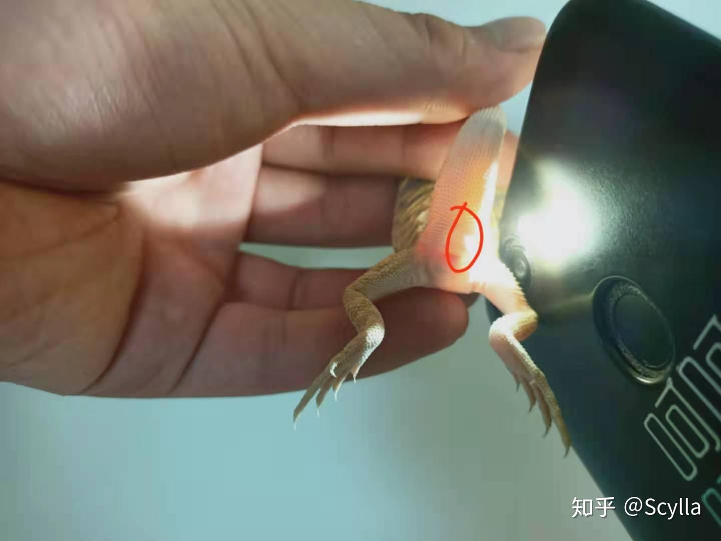 鬃狮怎么分公母? - 知乎