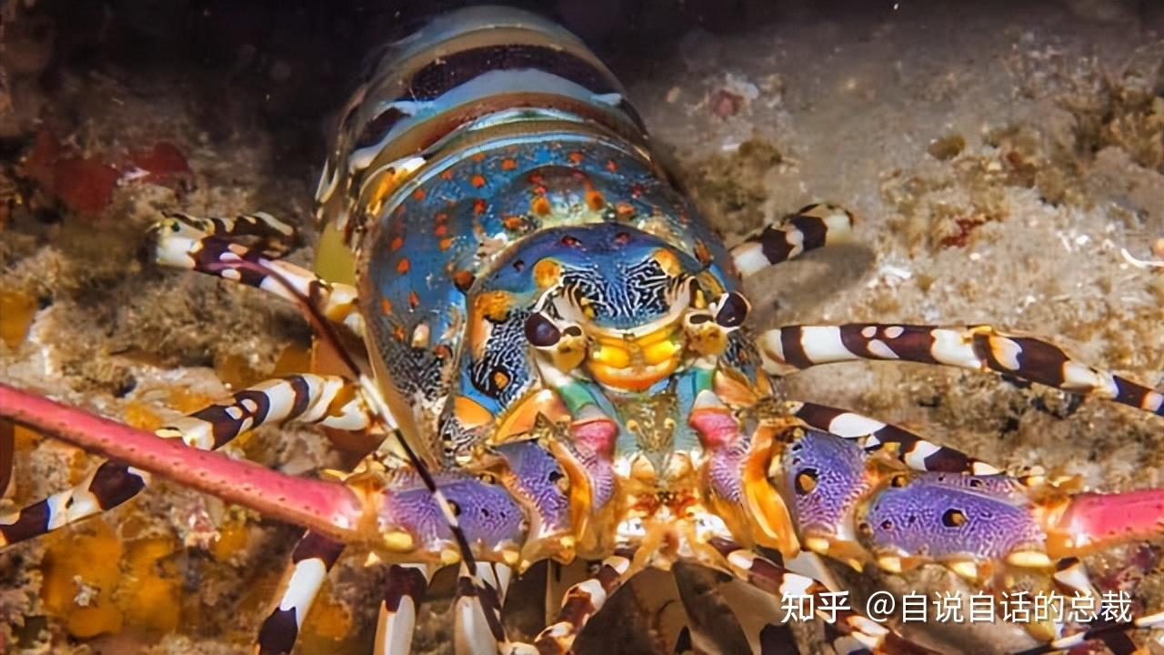 世上最大的龙虾1000米图片