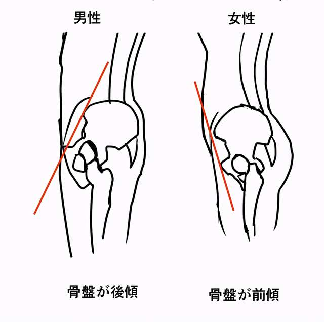 教你从人体骨骼区分男女的画法