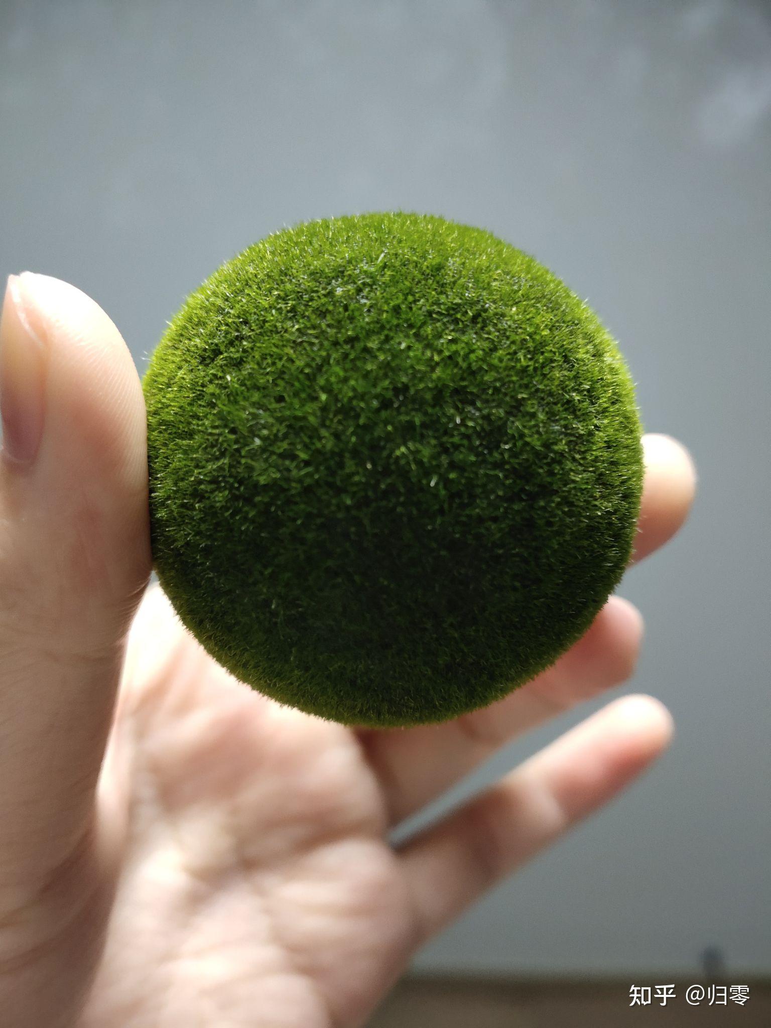 海藻球 - 知乎