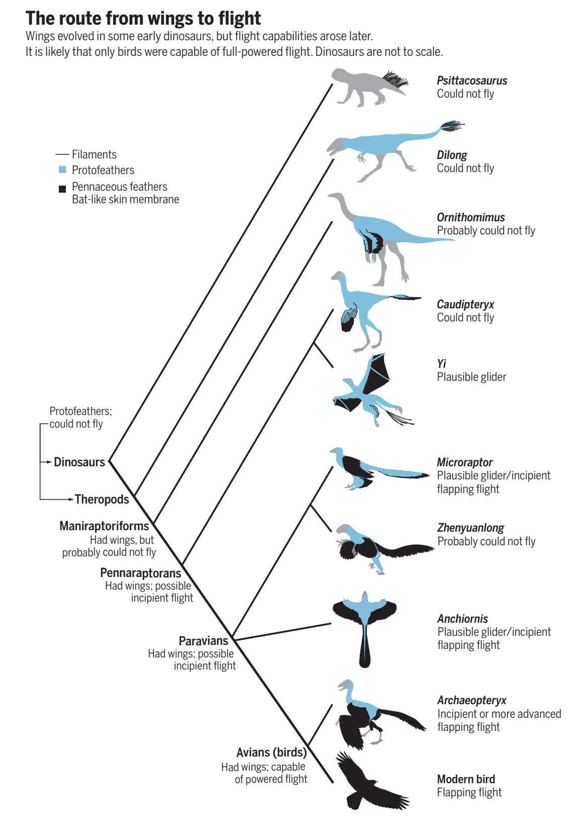 鸟类是活下来的恐龙吗?它们的差异真的少到可以将之混为一体吗?