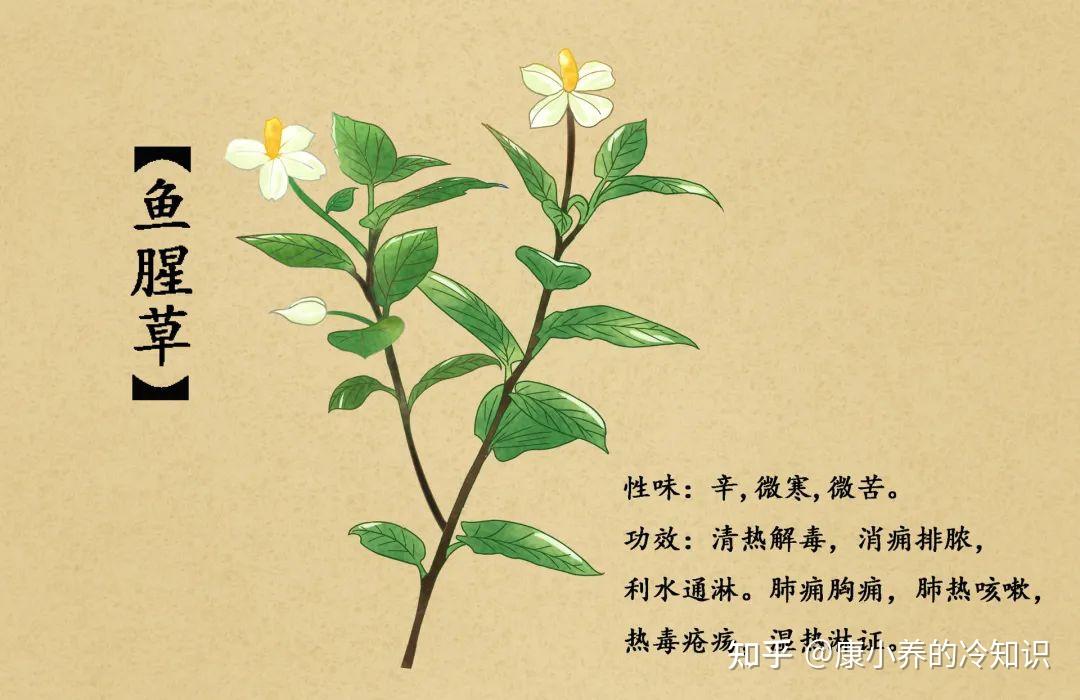 鱼腥草又名折耳根,猪鼻孔,狗子耳,臭草等,名始见于《名医别录》,唐