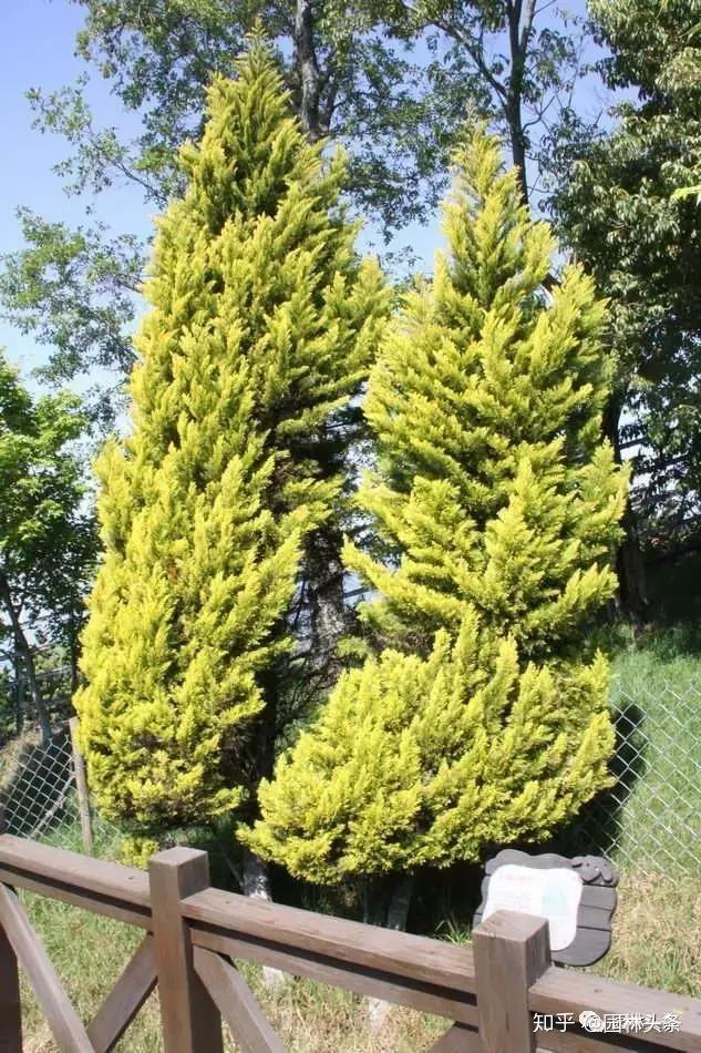 金线柏柏科乔木,树冠尖塔形叶色金黄,枝叶细柔,姿态婆娑,园林中孤植