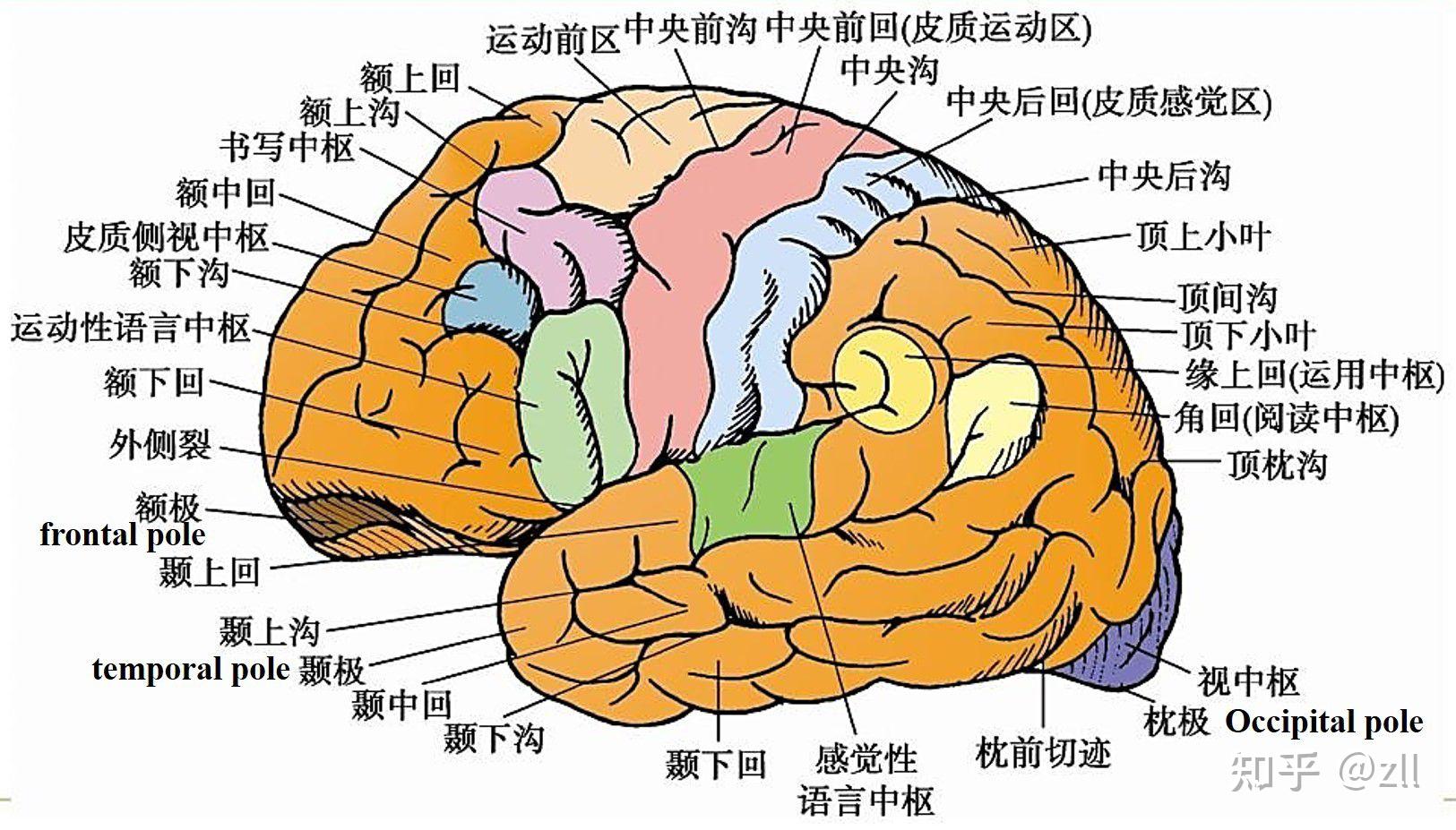 人类大脑设计图__医疗保健_生活百科_设计图库_昵图网nipic.com