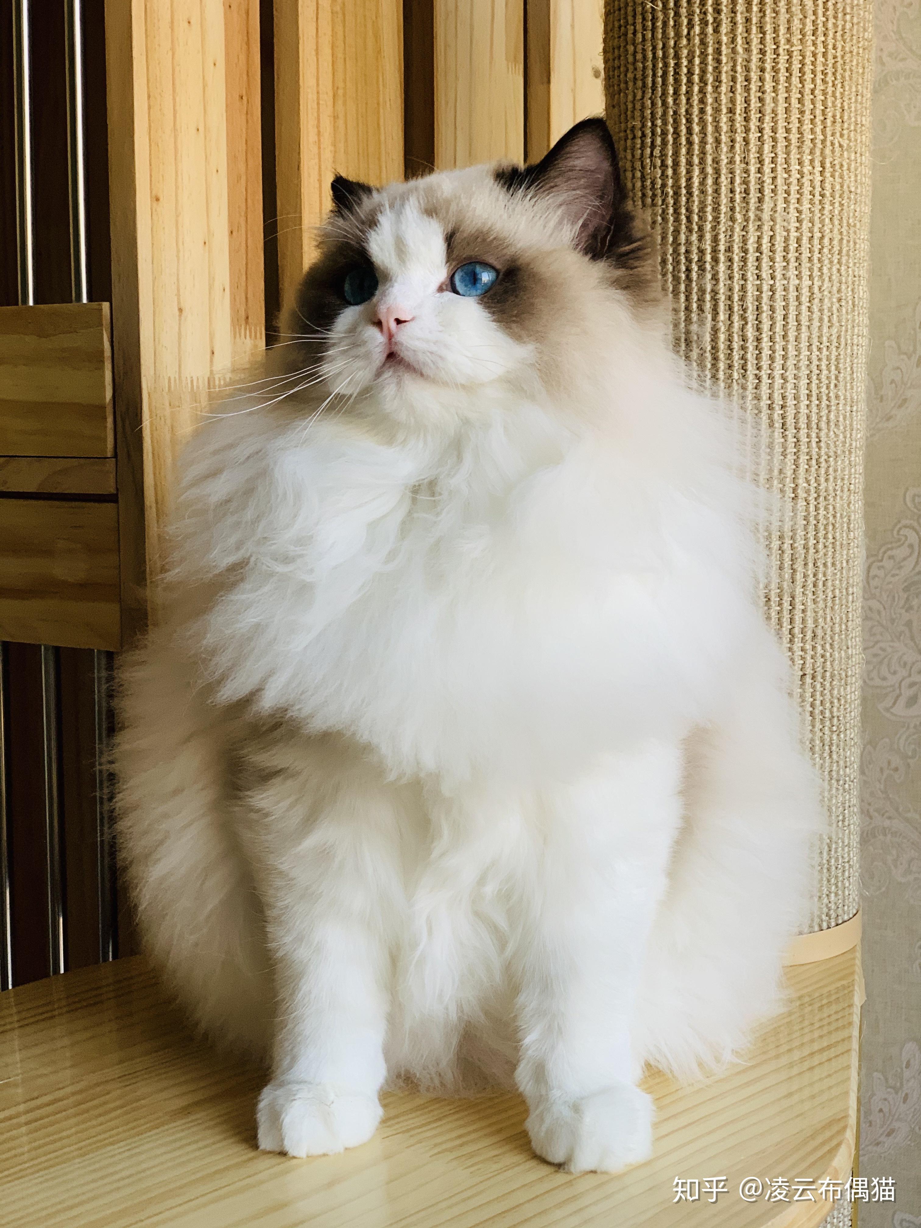 波斯系布偶猫的成长