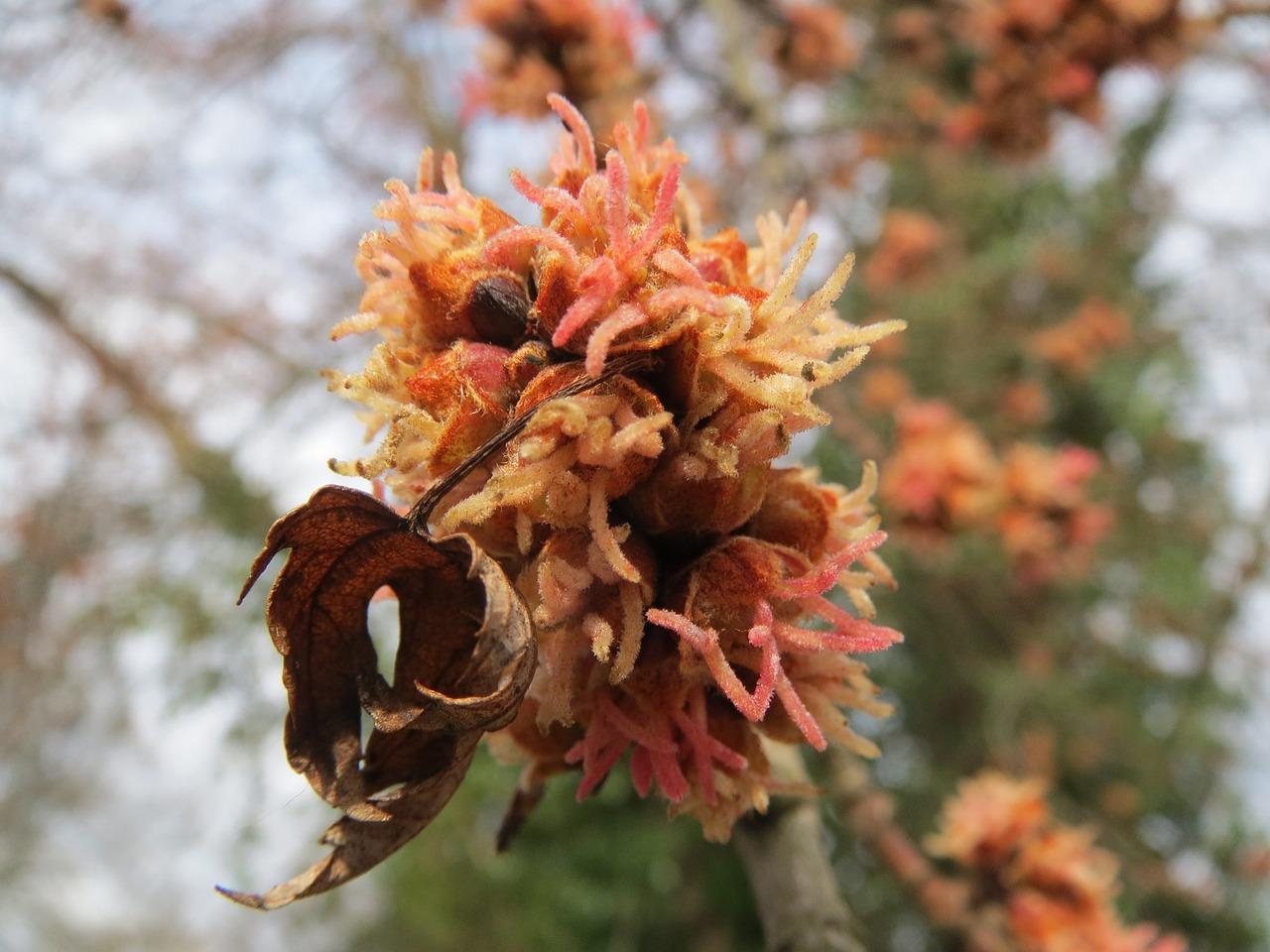 什么颜色和黑胡桃最搭