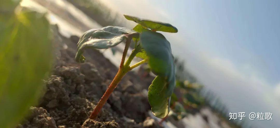 中化作物问耕第二季来袭新疆棉花闪亮登场