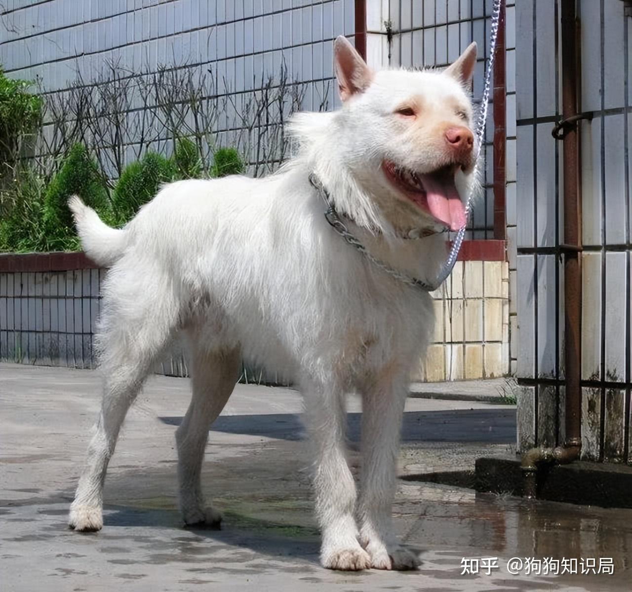 中国本土猎犬图片