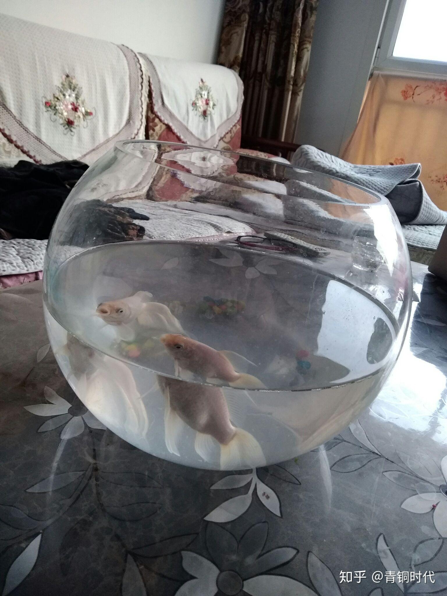 在小鱼缸里怎么养锦鲤啊两天里五剩二啦多久换水需要供养泵吗