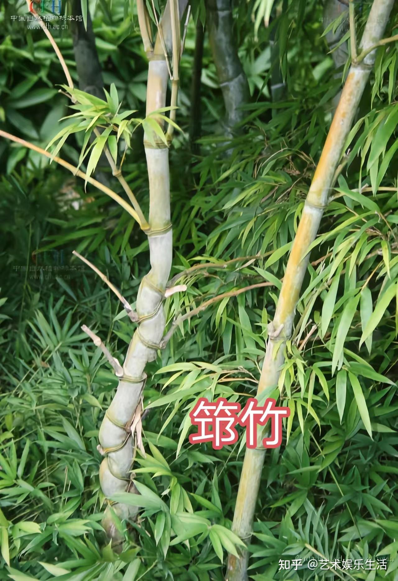 禾本科竹亚科的37种代表植物 - 知乎